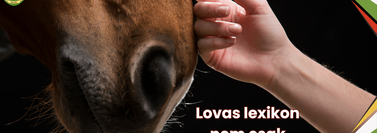 A Lovas Lexikon első részében érthetően mutatjuk be a versenypálya fogalmait, a lovas felszereléseket és a lovas szlenget nem csak kezdőknek!