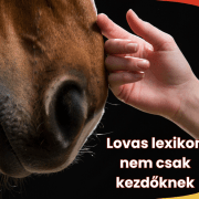 lovas-lexikon-nem-csak-kezdoknek-mlszsz-szabadidolovas- A Lovas Lexikon első részében érthetően mutatjuk be a versenypálya fogalmait, a lovas felszereléseket és a lovas szlenget nem csak kezdőknek!
