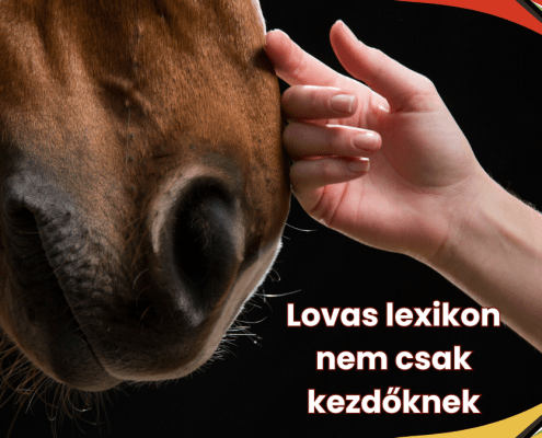 A Lovas Lexikon első részében érthetően mutatjuk be a versenypálya fogalmait, a lovas felszereléseket és a lovas szlenget nem csak kezdőknek!